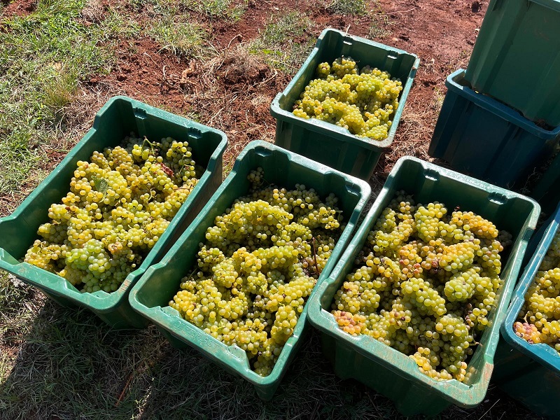grozde iz vinograda