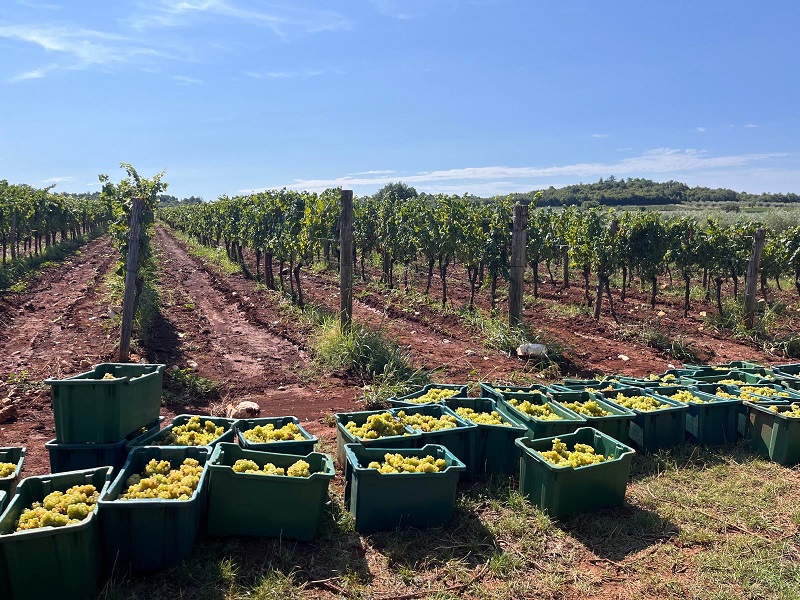 vinograd