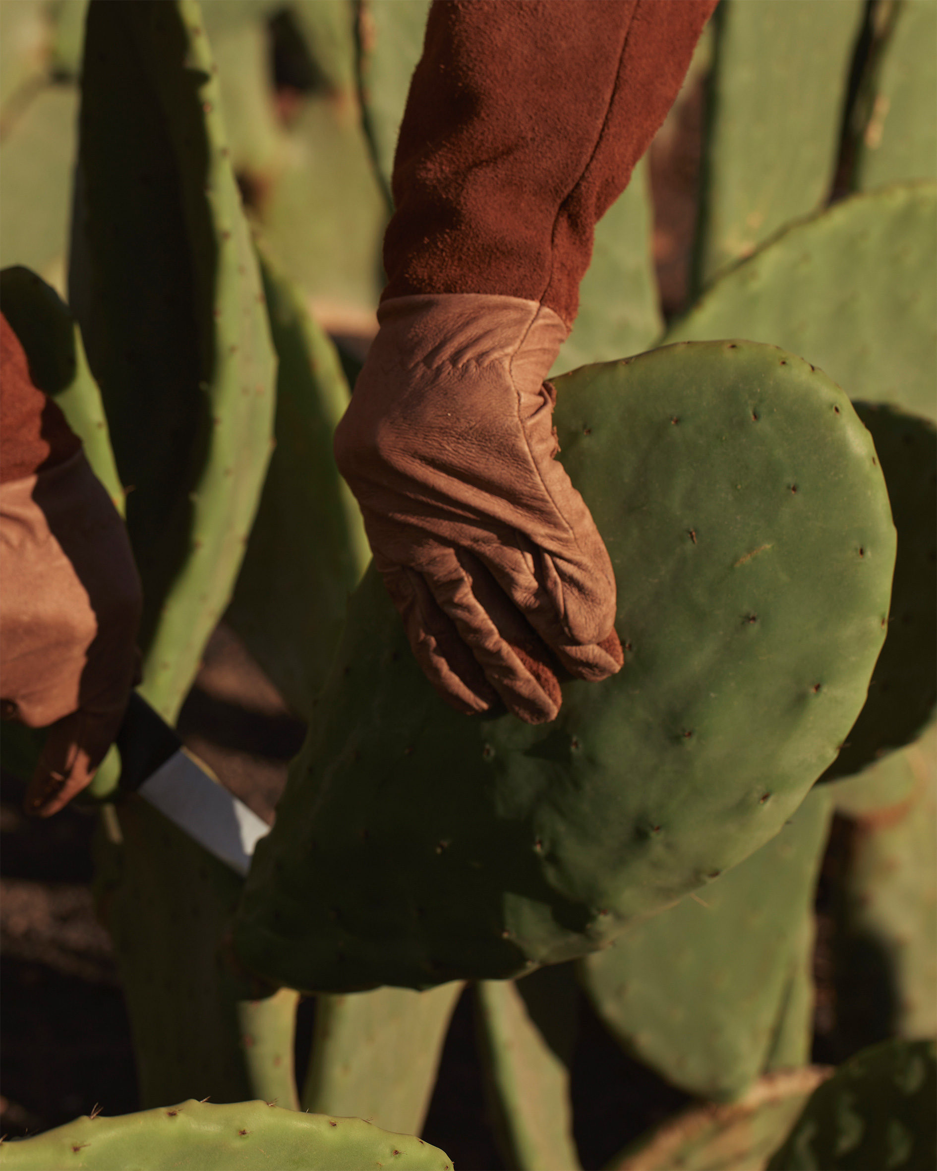 DIOR SAUVAGE CACTUS GARDEN valentin hennequin 7