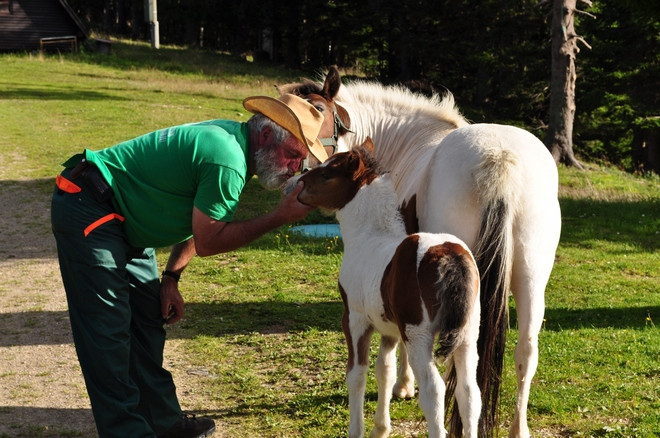 slovenija putovanja konji