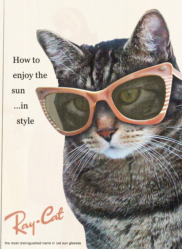 tabs-ray-cat-sunglasses