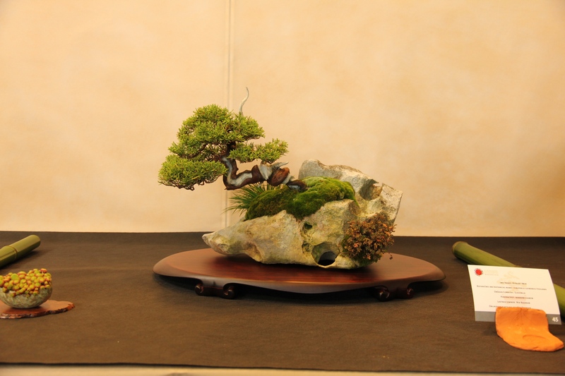 Bonsai 2