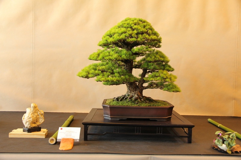 ficus benjamini steckling bonsai Ficus Midnight Bonsai Tree