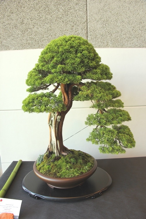 Prvi hrvatski BONSAI Festival
