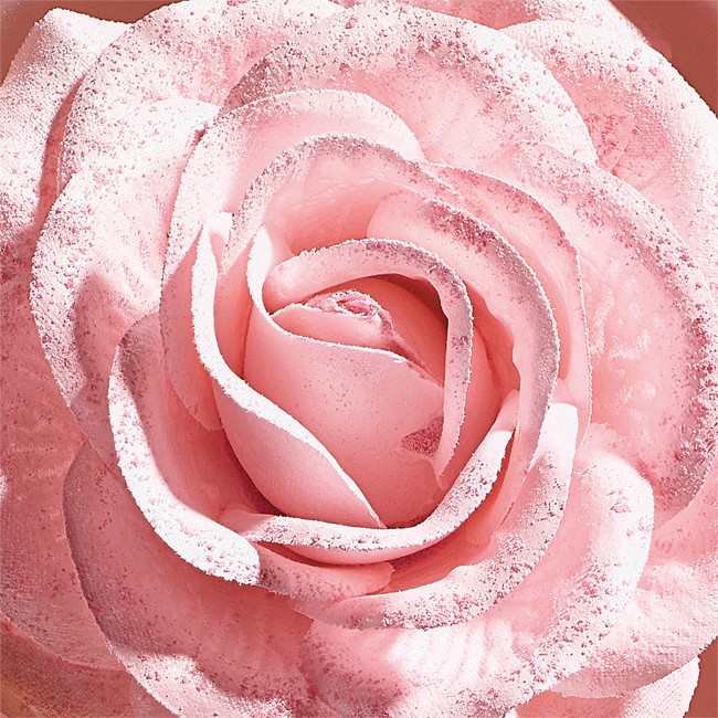 SPRING 2017 VISUEL SECONDAIRE ROSE 010716