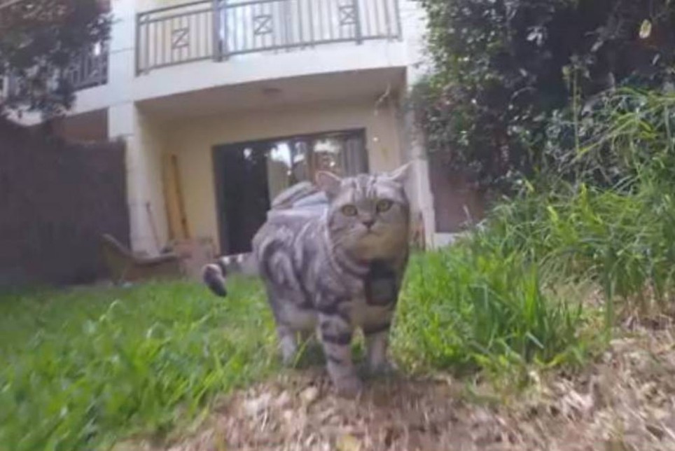 whiskas-cat-964x644