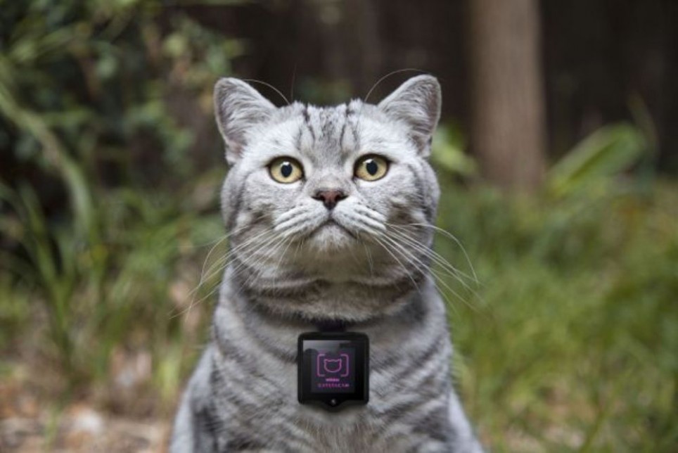 whiskas catstacam 964x644