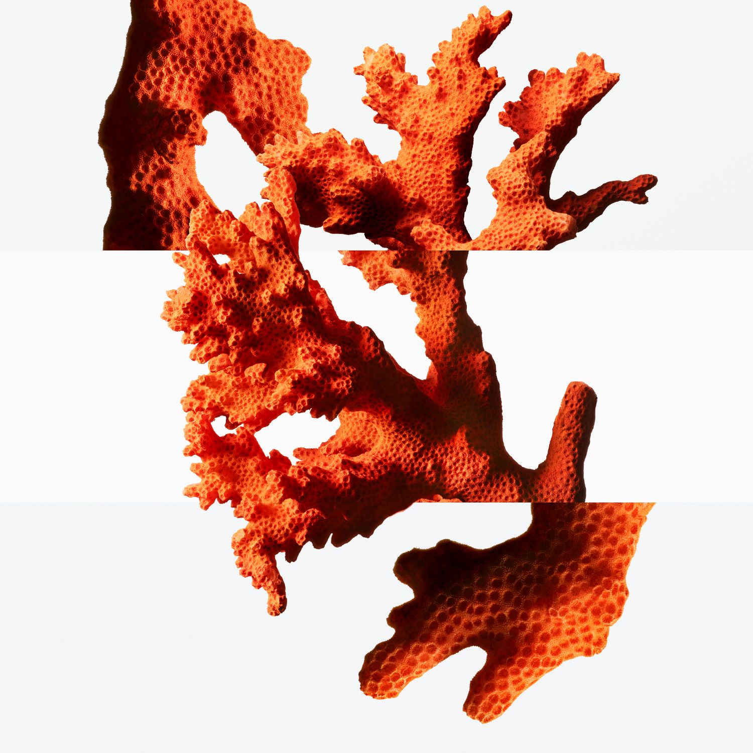 Un Jardin sous la mer visuel corail Jean Marie Binet