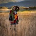 Wooly Rouge 04