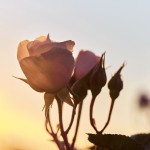 DIOR PRESTIGE LE MICRO-SÉRUM DE ROSE YEUX ACTIVATED # Mikronutritivna znanost i snaga ruže u službi mladolikog pogleda S600 DIOR PRESTIGE NECTAR INTEGRAL THE ROSES PREMIERES HARVEST 18 SW F39
